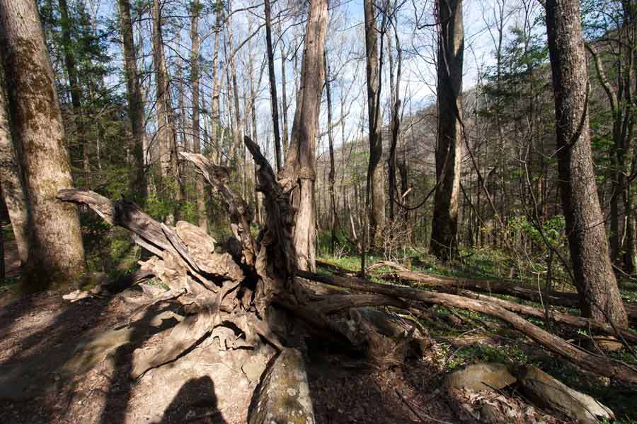 Great Smoky Mountains National Park