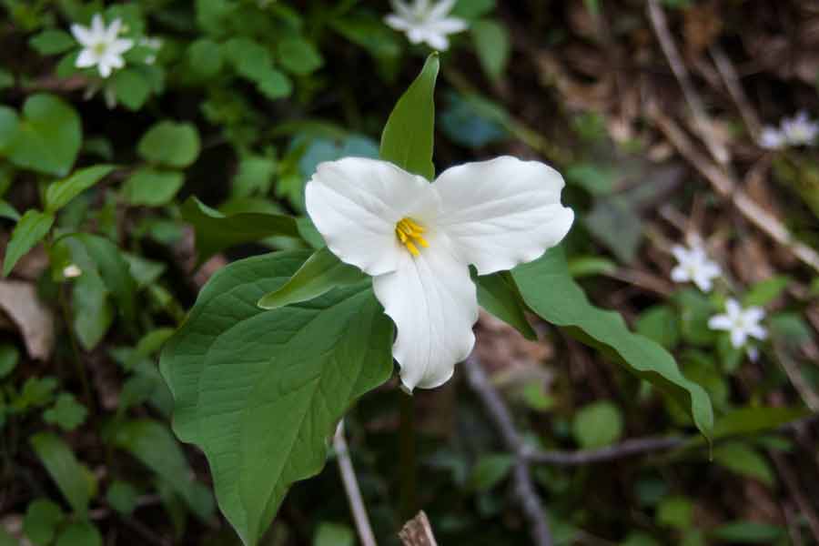 a trillium flower