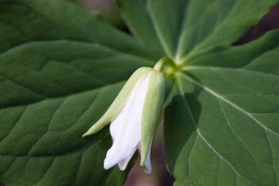 close up of an unopened trillium flower