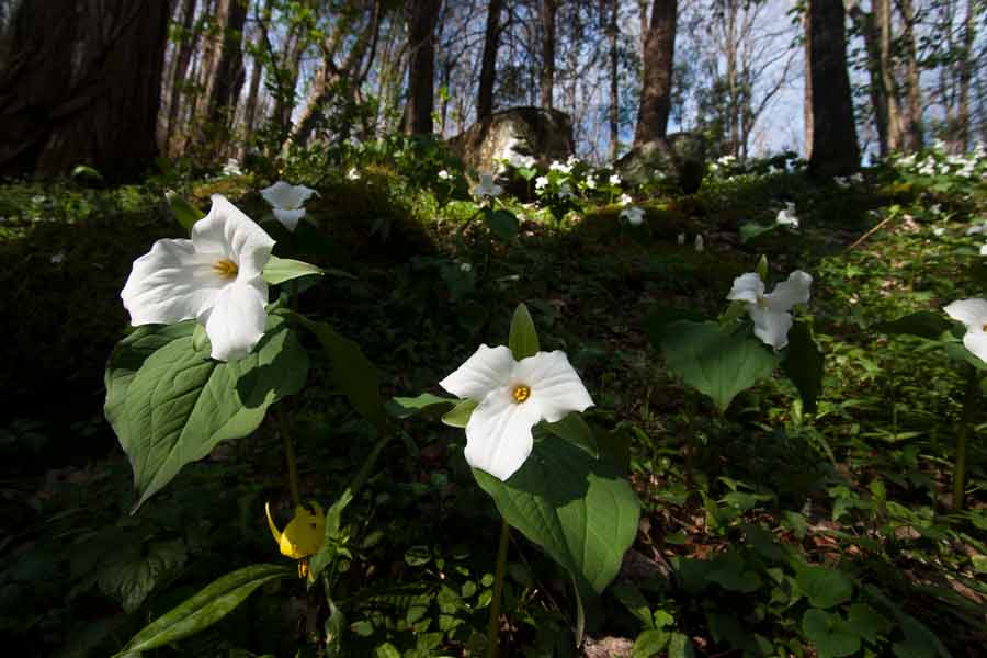 a mountainside covered with trillium flowers