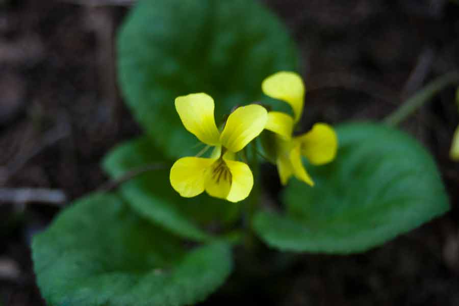 yellow violets