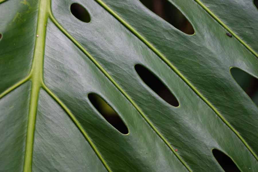 close up of a leaf