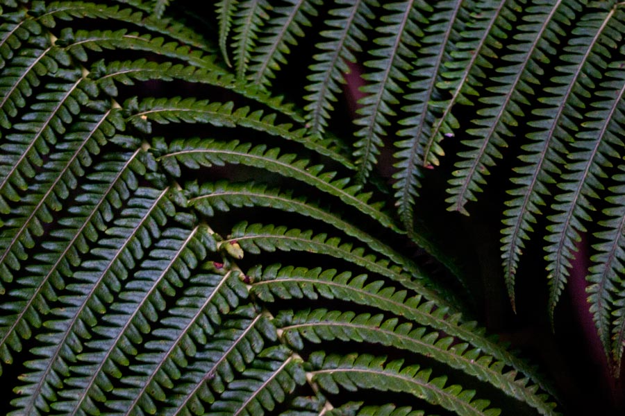 close up of fern leaves