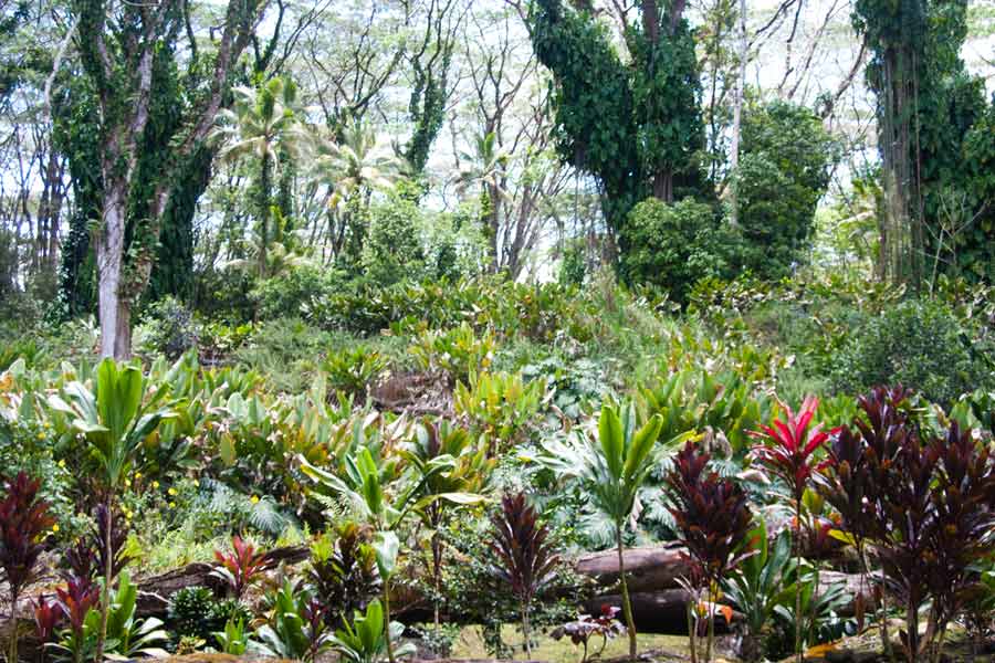 The forest floor is teeming with life.