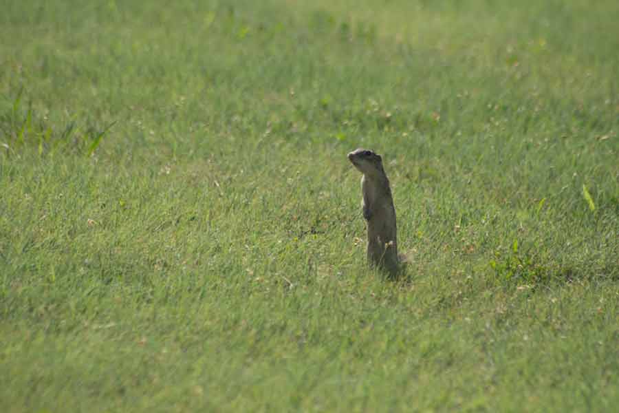 prairie dog