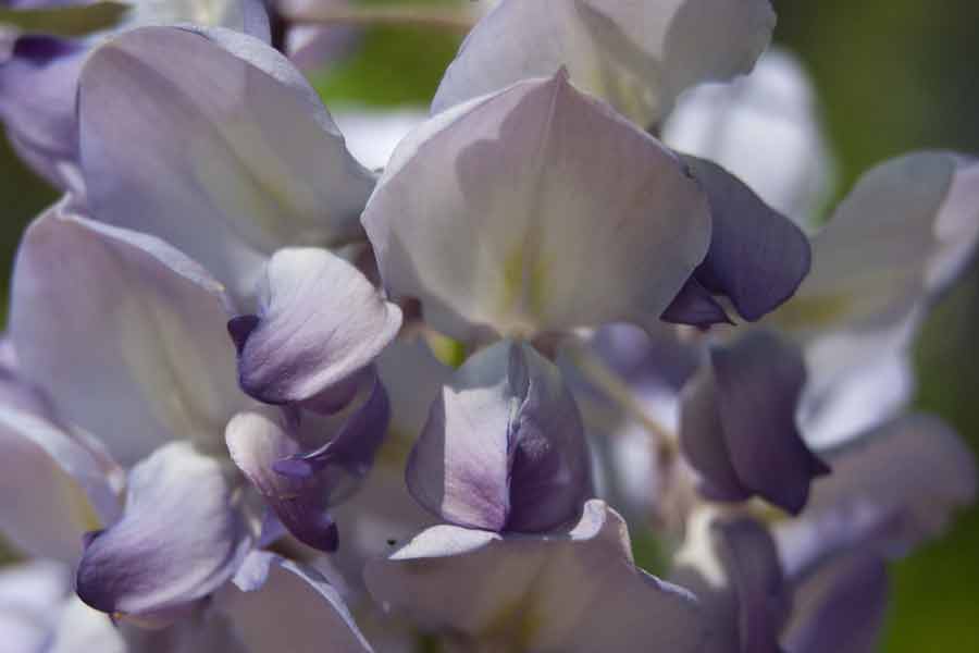 close up of purple flowers
