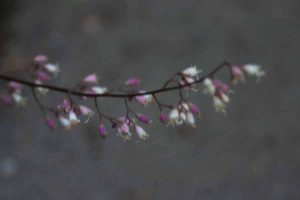 branch with pink buds