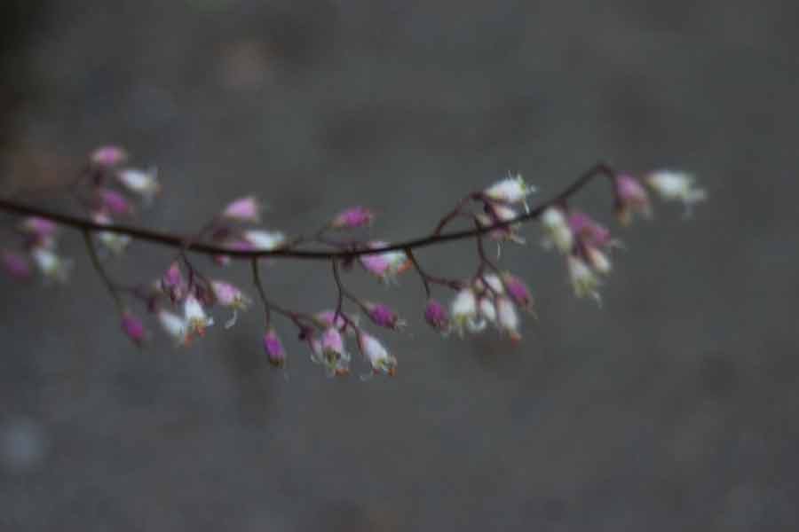 branch with pink buds