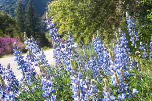 purple flowers beside a road