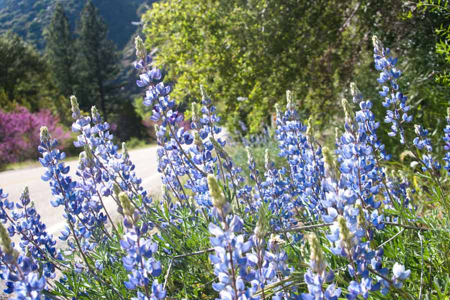 purple flowers beside a road