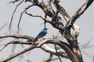 western bluebird