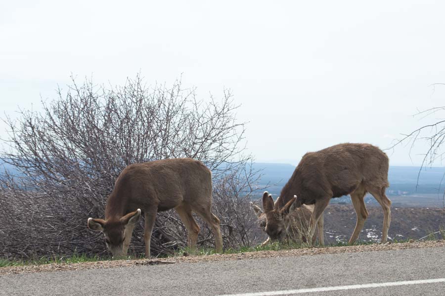 deer alongside the road