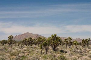 cacti with mountain background