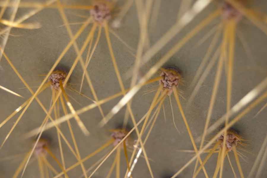cactus closeup
