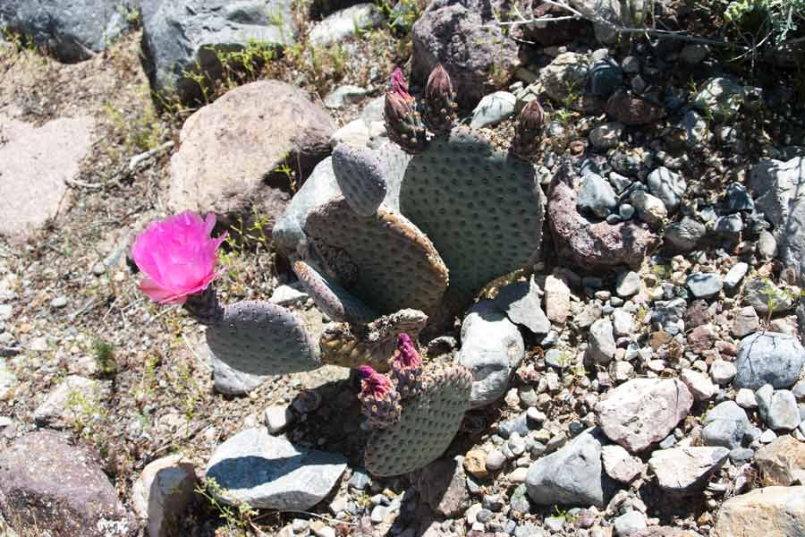 pink flower on cactus