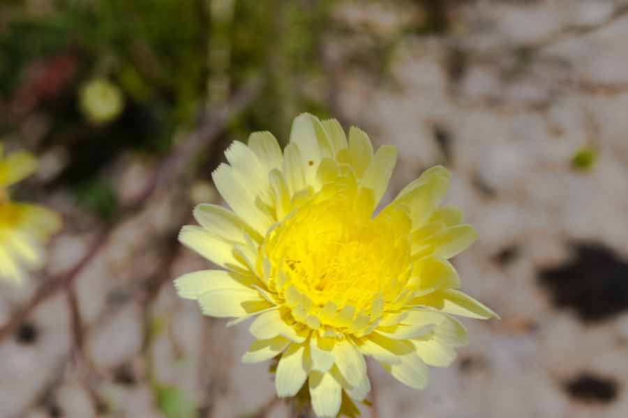 Mojave National Preserve