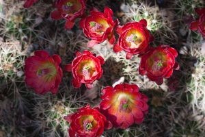 red flowers on cacti