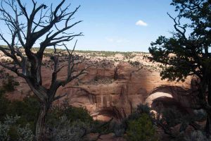 cliff behind dead tree