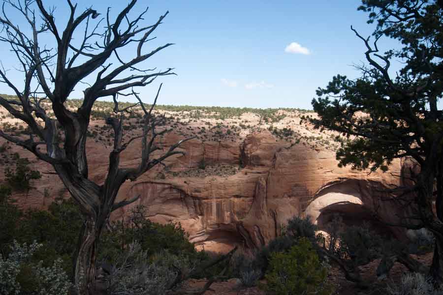 cliff behind dead tree