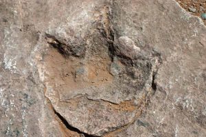 dinosaur footprint