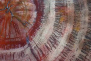 petrified wood cross section