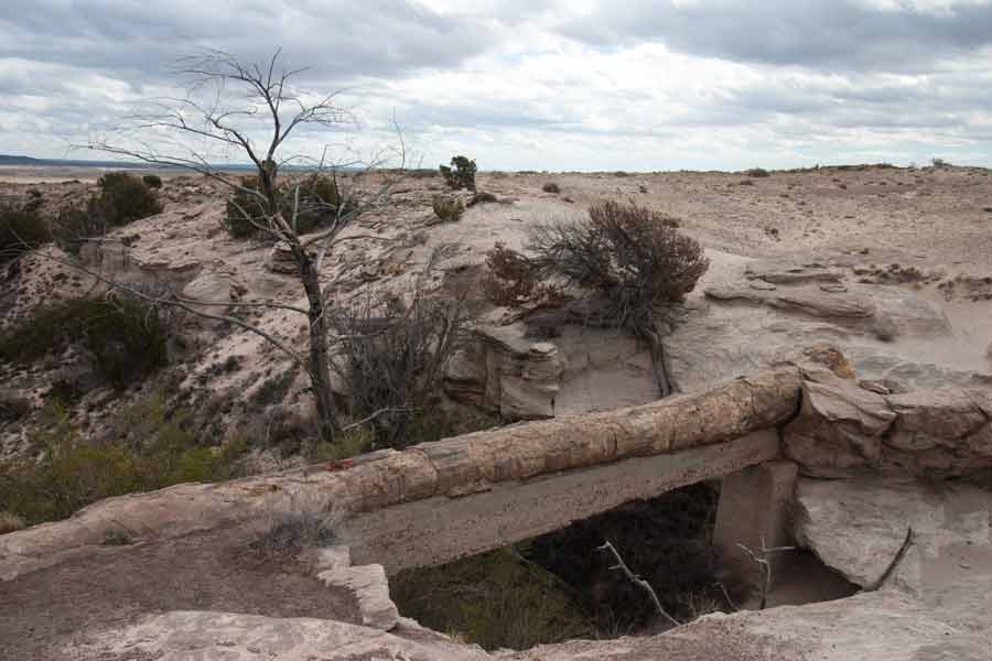 a long petrified log is held up by a stone structure