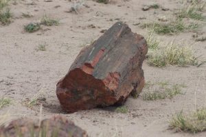 a petrified log