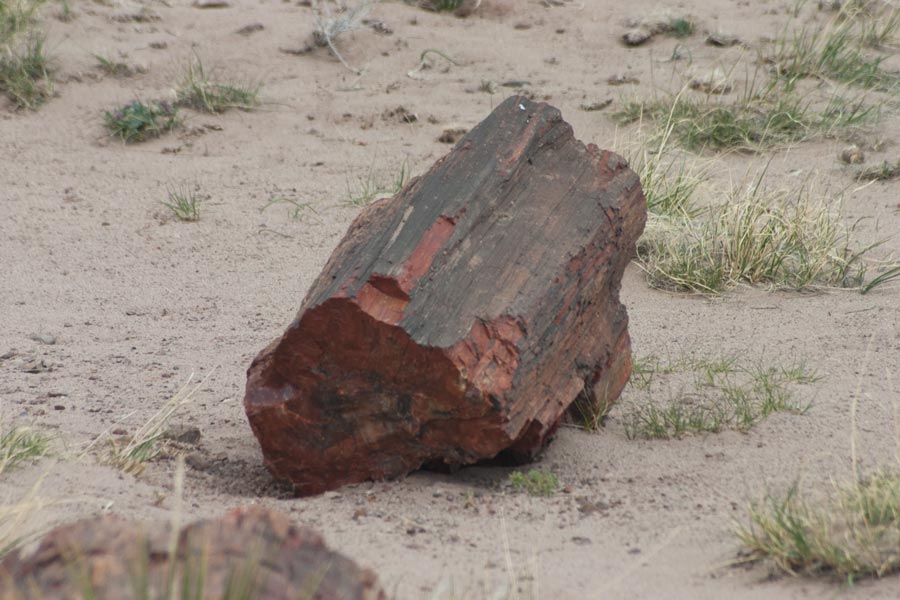 a petrified log