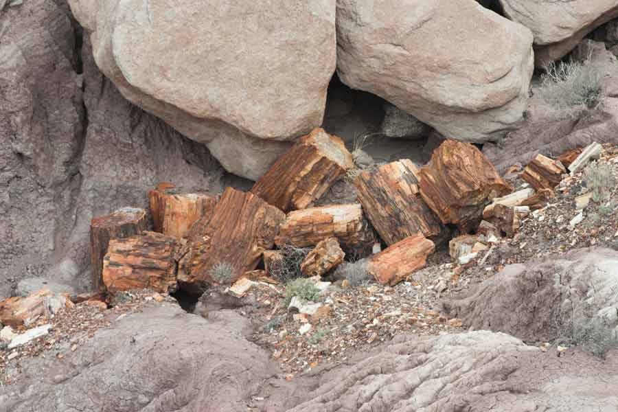 a pile of petrified logs