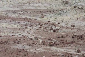 scattered petrified logs