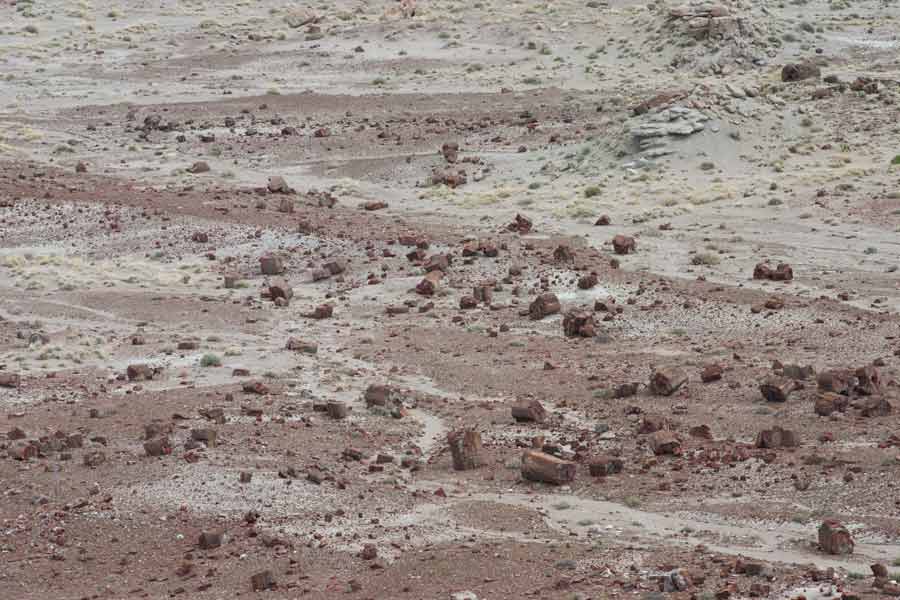 scattered petrified logs