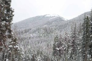 snowy pines on a mountain