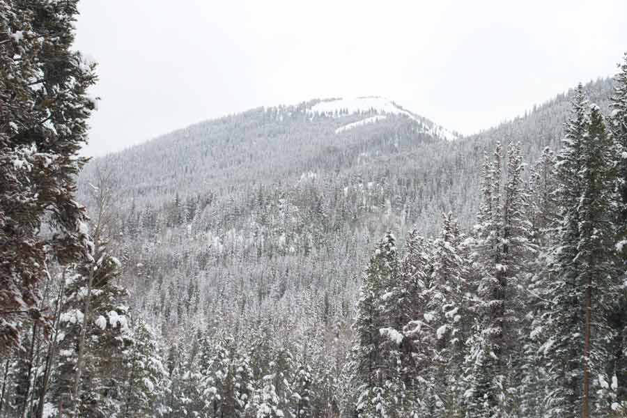 snowy pines on a mountain