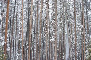 a row of straight, tall pine tree trunks