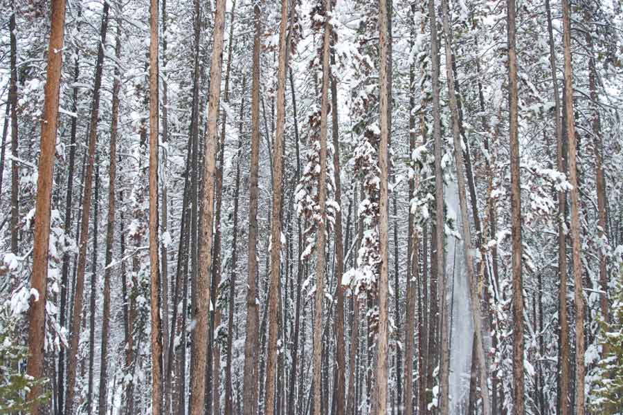 a row of straight, tall pine tree trunks