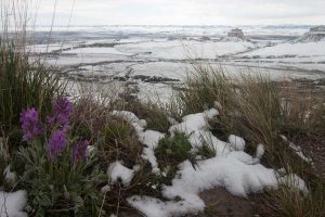 purple flowers at overlook