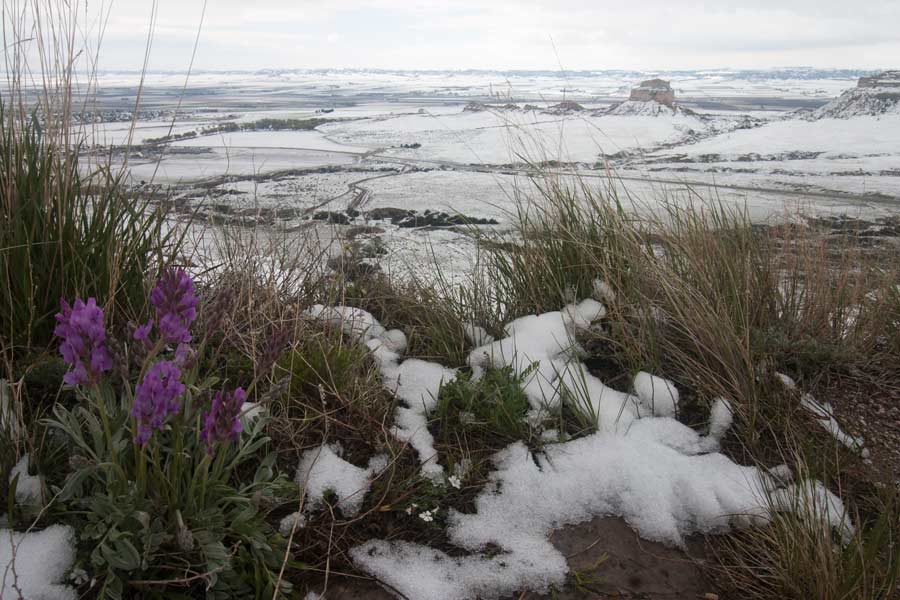 purple flowers at overlook