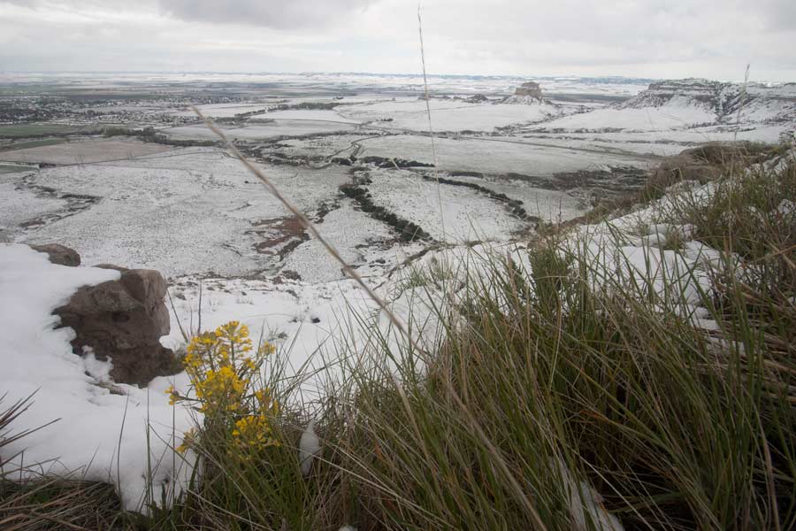 yellow flowers in foreground of view