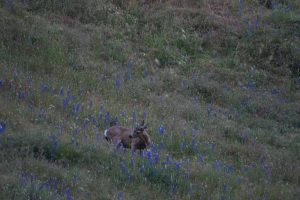 deer surrounded by purple flowers