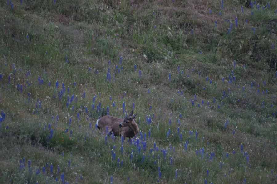 deer surrounded by purple flowers