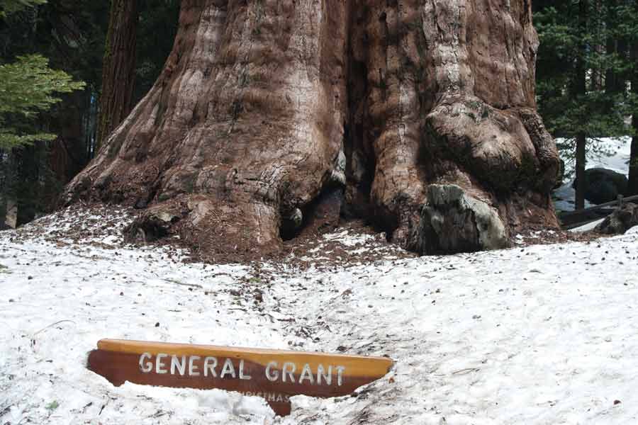 General Grant Sequoia