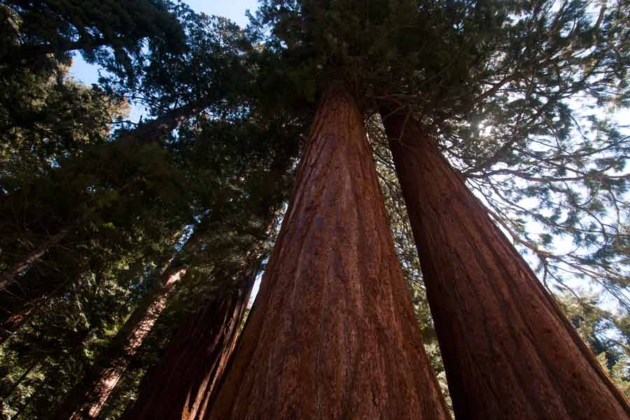 looking up at the massive Sequoias