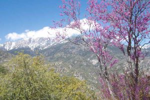 purple buds on a tree with mountain background