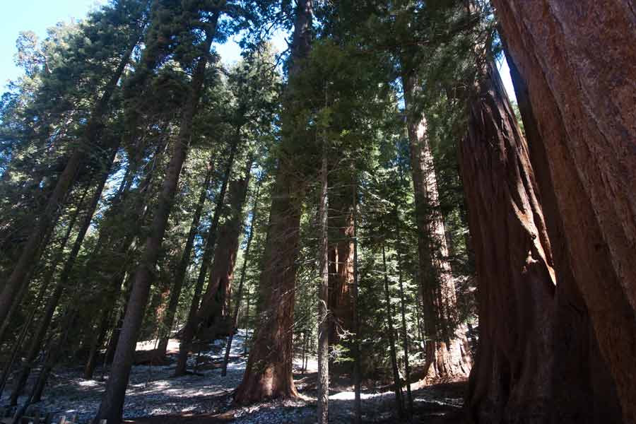 Sequoia and Kings Canyon National Parks