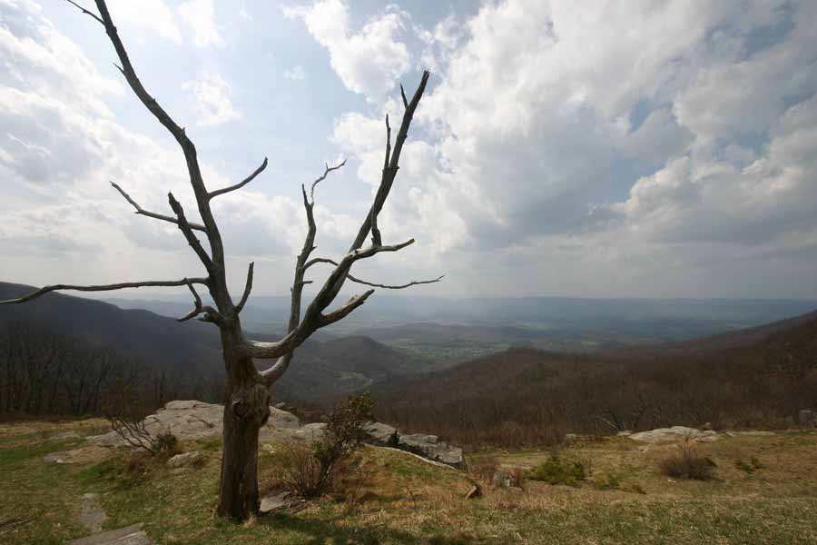 dead tree in foreground, mountain view in background