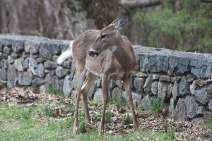 deer in front of rock wall