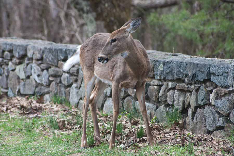 deer in front of rock wall