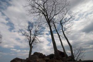 trees towering up to a cloudy sky