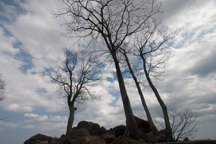trees towering up to a cloudy sky