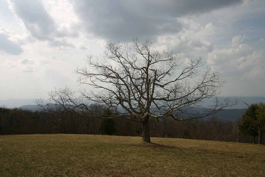 tree in the middle of a field